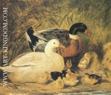 Ducks And Ducklings