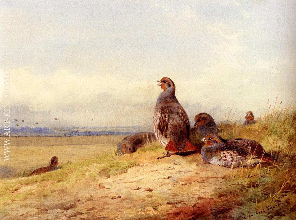 Red Partridges