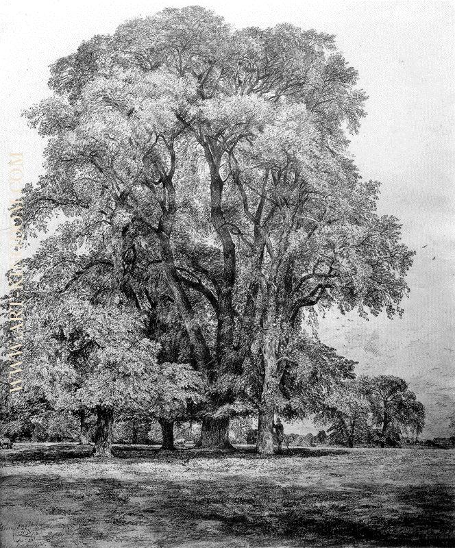 Elm Trees in Old Hall Park East Bergholt