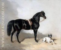 An Arabic horse and bulldogue