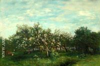 Apple Blossoms