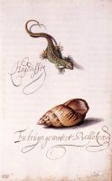 Lizard and Shell