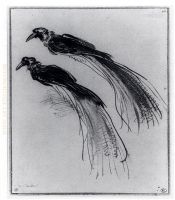Two-Studies-Of-A-Bird-Of-Paradise