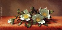 The Cherokee Rose