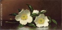 Two Cherokee Rose Blossoms on a Table also known as Cherokee Roses 