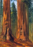 Redwoods Giant Sequoias 