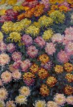 Bed of Chrysanthemums
