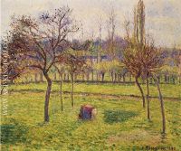 Apple Trees in a Field