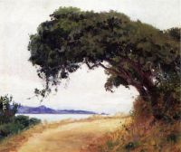 Point Lobos Oak Tree