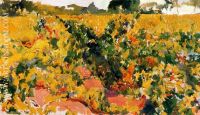 Vineyards study