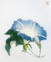 Ipomoea aka Morning Glory 