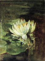 Single Water Lily in Sunlight