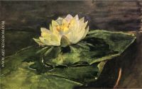 Water Lily