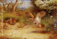 Summer Partridge and Chicks