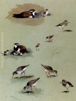 Study Of Sandpipers Cream Coloured Coursers And Other Birds
