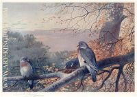 Wood Pigeons in Beech Tree