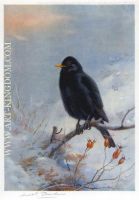 Winter Blackbird