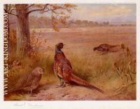 The Old and the New Pheasants