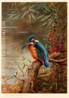 Summer Kingfisher