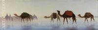 Camels Crossing Water