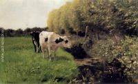 Cows in a ditch
