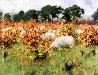 Grazing Sheep