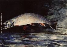 A Brook Trout