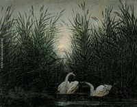 Swans in the reed with first morning red