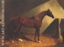 Chestnut Racehorse In Stall