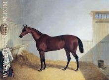 Beeswing A Dark Bay Racehorse 1842