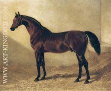 Glaucus A Bay Racehorse in a Stable 1840