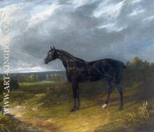 Black Stallion in a Field Horse
