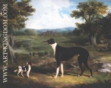 Greyhound Dog In Landscape