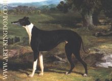 Greyhound