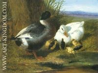 A Drake Duck Ducklings
