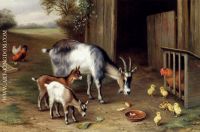 Goats And Poultry