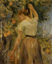 Young Woman Picking Oranges