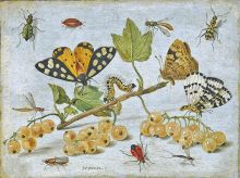Insects and fruit 1641-1679