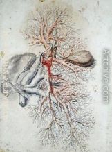 Blood vessels of the liver and the gall bladder