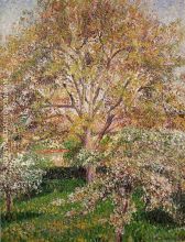 Walnut and Apple Trees in Bloom, Eragny